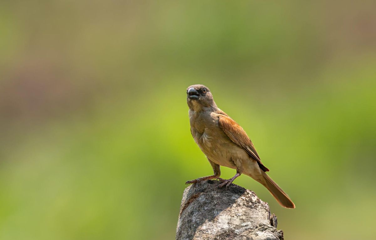 Premier Birding Destination